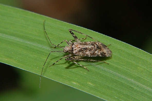 Phytocoris da determinare